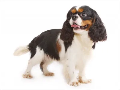 Quelle est cette race de chien ?