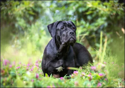 Quelle est cette race de chien ?