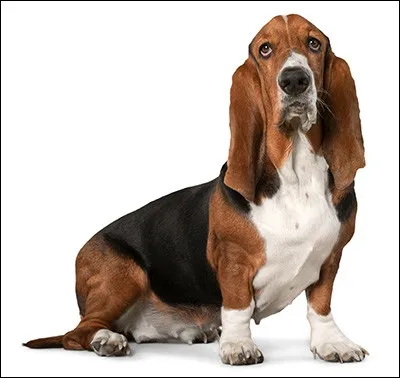 Quelle est cette race de chien ?