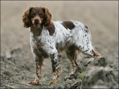 Quelle est cette race de chien ?