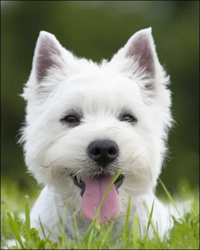 Quelle est cette race de chien ?