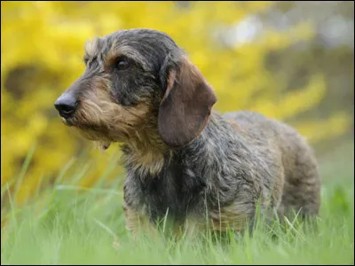 Quelle est cette race de chien ?