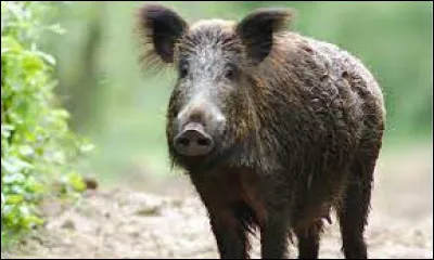 Comment appelle-t-on la femelle du sanglier ?