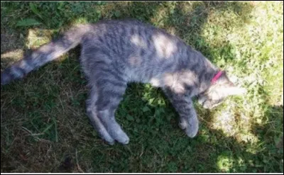 Le lieutenant meurt.Ta réaction