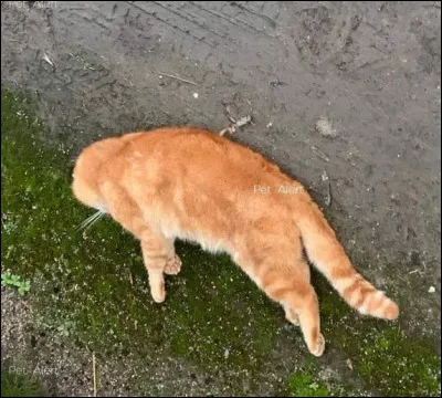 Le chef meurt. Ta réaction