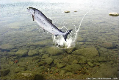 Comment s'appelle cette sorte de poisson ?
