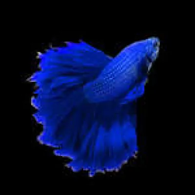 Comment s'appelle cette sorte de poisson ?