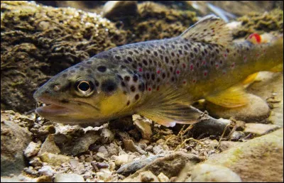 Comment s'appelle cette sorte de poisson ?