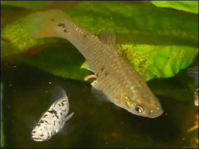 Comment s'appelle cette sorte de poisson ?