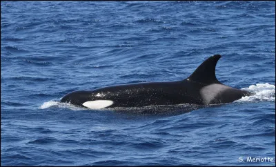 Combien de petits peut avoir un femelle en une ann&eacute;e ?