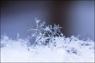 Complétez les paroles de "Je voudrais un bonhomme de neige". (Suite)

"Je voudrais un bonhomme de neige 
Ou faire du vélo dans la cour
Je suis une fille en manque de compagnie 
Je parle aux murs et à ces portraits qui m'entourent
Salut Jeanne d'Arc !''