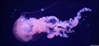 Quel est cet animal ?