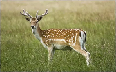 Quel est cet animal ?