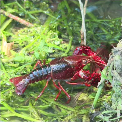 Quel est cet animal ?