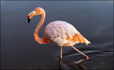 Quel est cet animal ?