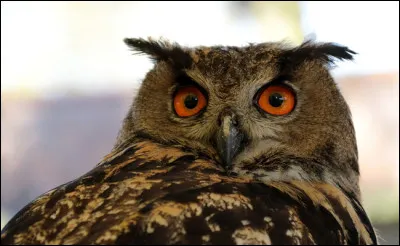 Quel est cet animal ?