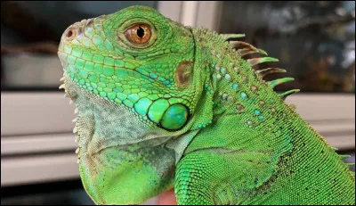 Quel est cet animal ?