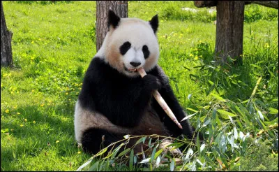 Animal noir et blanc qui adore le bambou, c'est le...