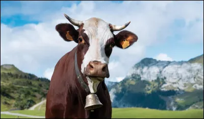 Quel est cet animal ?