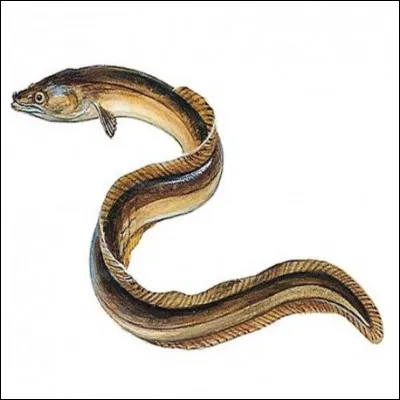 Quel est cet animal ?