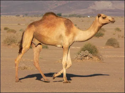 Quel est cet animal ?