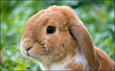 Quel est cet animal ?