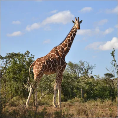 Quel est cet animal ?