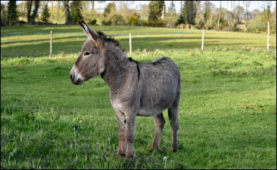 Quel est cet animal ?