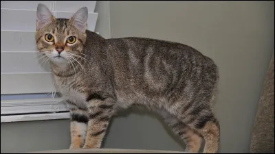 Quelle est la race de ce chat ?
