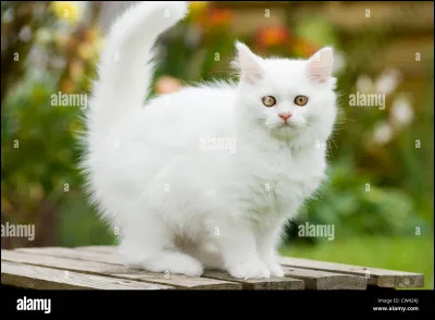 Quelle est la race de ce chat ?