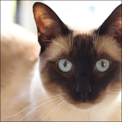 Quelle est la race de ce chat ?