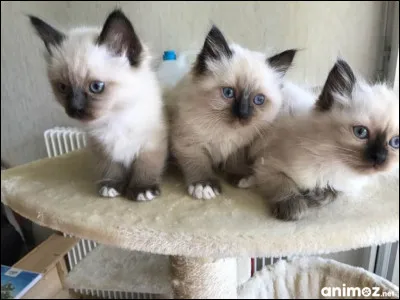 Quelle est la race de ce chats ?