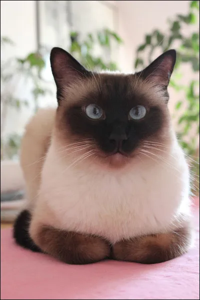 Quelle est la race de ce chat ?