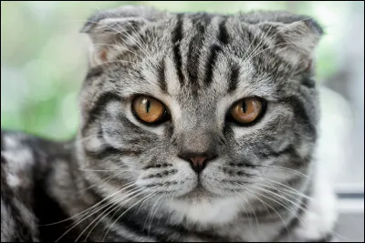 Quelle est la race de ce chat ?