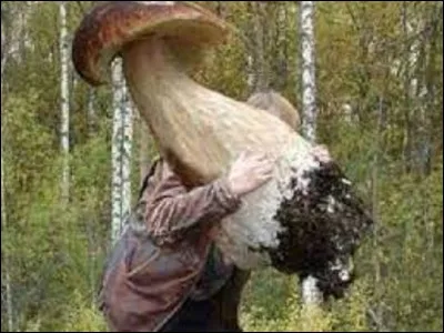 Me voil&agrave; chez Lotoise.Passionn&eacute;e par les champignons, elle m'emm&egrave;ne faire une petite cueillette et un petit cours en for&ecirc;t l'apr&egrave;s-midi.Parmi ces trois esp&egrave;ces de bolets, lequel est le bolet royal ?