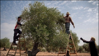 Au cours de quelle saison récolte-t-on les olives vertes en Provence, généralement ?