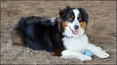 Comment s'appelle la couleur de ce chien ?