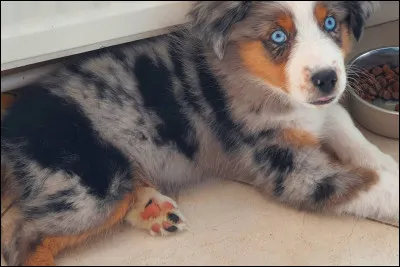 Quelle taille fait un berger australien femelle ?