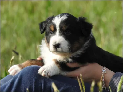 Quelle taille fait un berger australien mâle ?