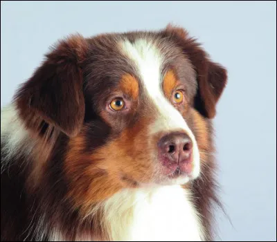 Quel poids fait un berger australien femelle ?