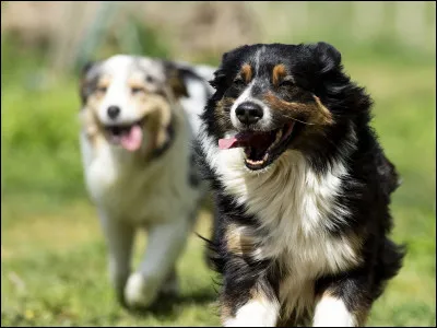 Quel poids fait un berger australien mâle ?