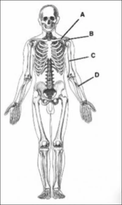 Sur cette vue de face du corps humain...