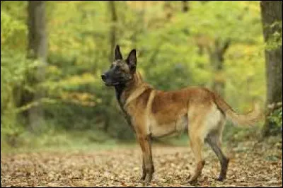 Animaux - Quelle est la race de ce chien de berger belge ?