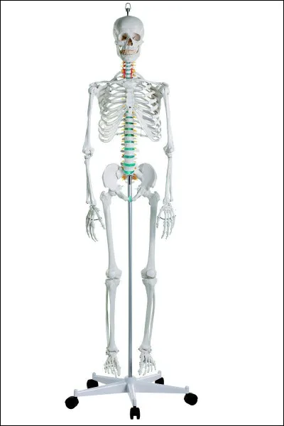 Enfin, choisis une partie du corps humain.