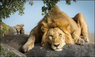 Lequel de ces animaux est carnivore ?