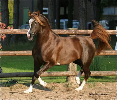 Quelle est cette robe ?