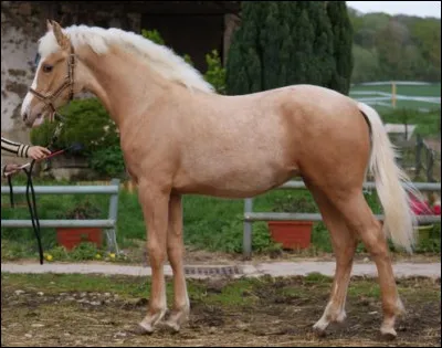 Quelle est cette robe ?