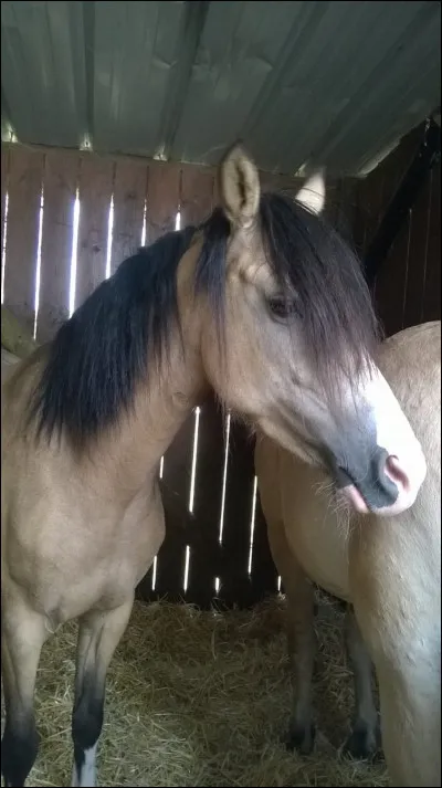 Quelle est cette robe ?