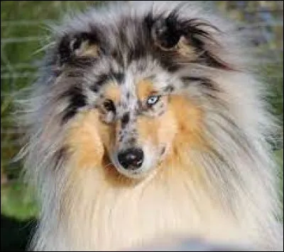 Combien existe-t-il de robes de colley ?