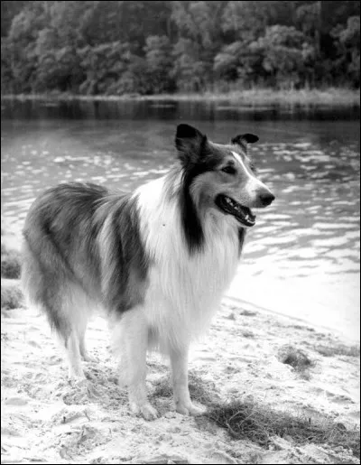 A-t-elle &eacute;t&eacute; adapt&eacute;e en dessin anim&eacute; ?